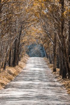 A long dirt road in a forest of overhanging trees recovering from bushfire in Kanangra-Boyd National Park in the Central Tablelands in regional New South Wales Australia