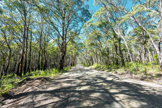 A long dirt road in a forest of overhanging trees recovering from bushfire in Kanangra-Boyd National Park in the Central Tablelands in regional New South Wales Australia