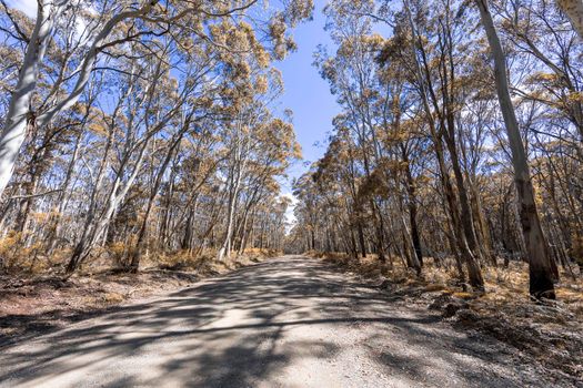 A long dirt road in a forest of overhanging trees recovering from bushfire in Kanangra-Boyd National Park in the Central Tablelands in regional New South Wales Australia