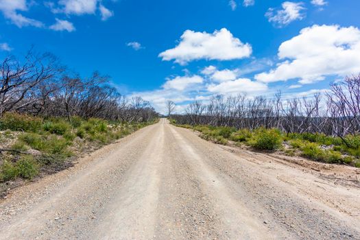 A long dry dirt road in a forest recovering from bushfire in Kanangra-Boyd National Park in the Central Tablelands in regional New South Wales Australia