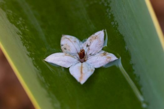 A small white flower floating in rain water on the leaf of a large green plant.