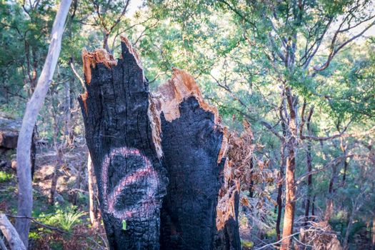 A tree stump burnt by bushfire in The Blue Mountains in New South Wales in Australia