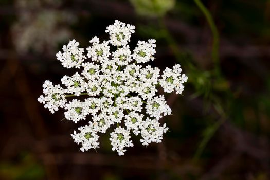 A white flower blossoming in the garden