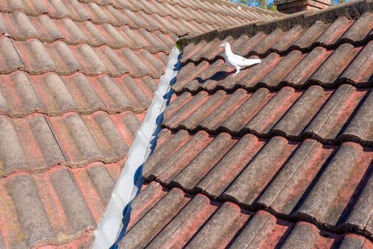 A white pigeon standing on a brown tiled roof in the sunshine