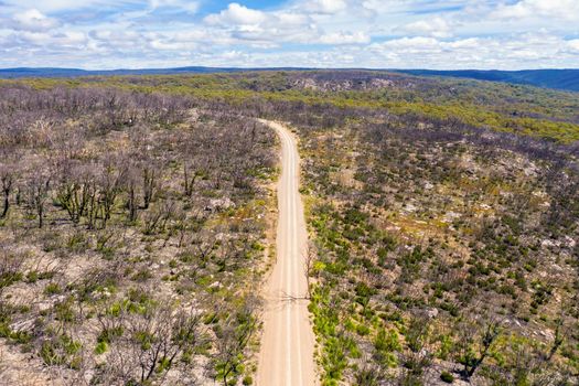 Aerial view of a dirt road in a forest regenerating from bushfire in Kanangra-Boyd National Park in the Central Tablelands in regional New South Wales Australia