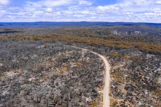 Aerial view of a dirt road in a forest regenerating from bushfire in Kanangra-Boyd National Park in the Central Tablelands in regional New South Wales Australia