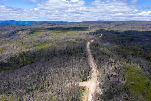 Aerial view of a dirt road in a forest regenerating from bushfire in Kanangra-Boyd National Park in the Central Tablelands in regional New South Wales Australia