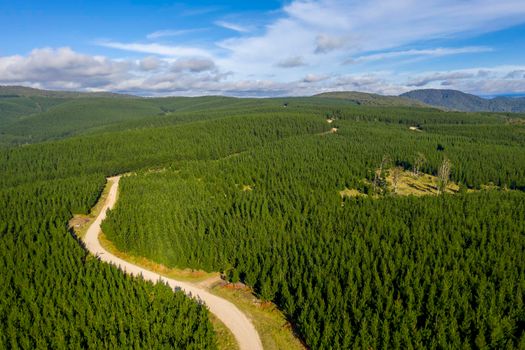Aerial view of a dirt road running through an industrial cultivated pine tree farm in a large valley in the Central Tablelands in regional New South Wales in Australia