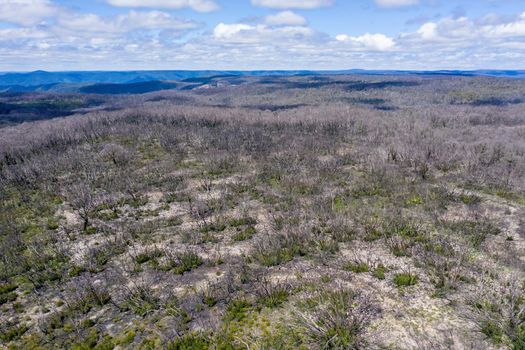Aerial view of forest regeneration after bushfire in Kanangra-Boyd National Park in the Central Tablelands in regional New South Wales Australia