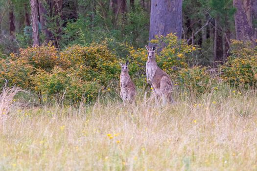 Australian Grey Kangaroos grazing in the outback in a green field in regional Australia