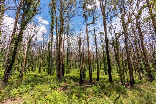 Forest recovering from bushfire in Kanangra-Boyd National Park in the Central Tablelands in regional New South Wales Australia