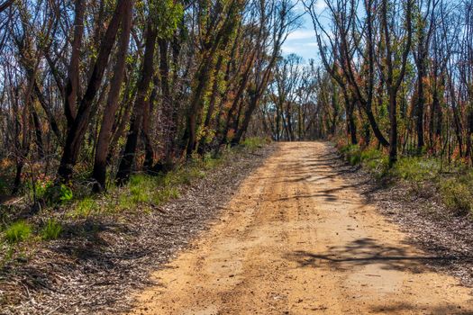 A dirt track running through forest regeneration after severe bushfires in The Blue Mountains in regional New South Wales in Australia