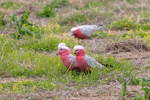 Galah cockatoos foraging for food on the ground in a field with grass and small flowers