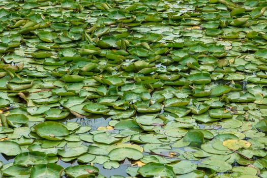 Green water lilies floating on a large garden pond