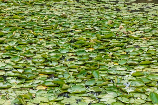 Green water lilies floating on a large garden pond