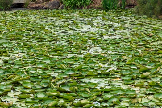 Green water lilies floating on a large garden pond