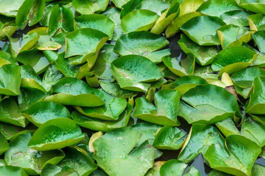 Green water lilies floating on a large garden pond