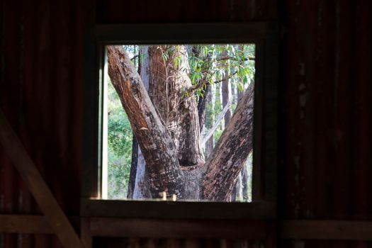 Inside an old building looking out the window at a forest.1.jpg
