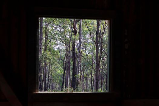 Inside an old building looking out the window at a forest