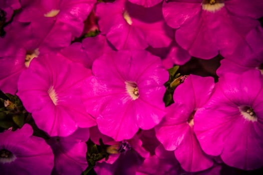 Large purple flowers in full blossom in the garden.