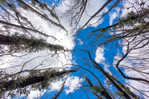 Looking up through a tree canopy into blue sky in a forest of gum trees in regional Australia