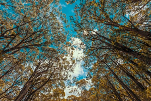 Looking up through a tree canopy into blue sky in a forest of gum trees in regional Australia