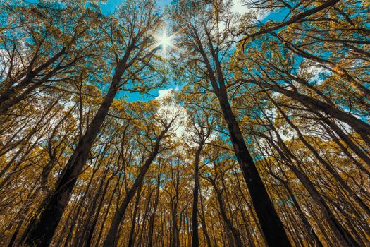 Looking up through a tree canopy into blue sky in a forest of gum trees in regional Australia