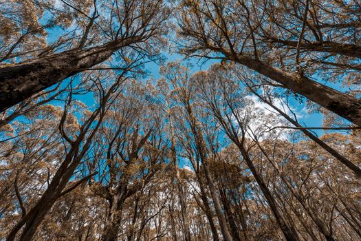 Looking up through a tree canopy into blue sky in a forest of gum trees in regional Australia