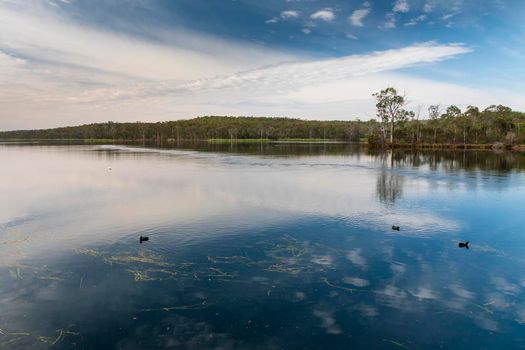 The Barossa Reservoir water supply with trees in the background and ducks in the foreground