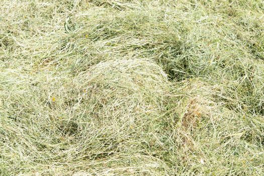 Hay texture. Hay bales are stacked in large stacks. Harvesting in agriculture.