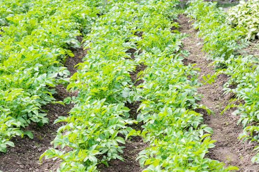 Potato plant beds on a farm at sunrise. Young potato plant growing on the soil. Potato bush in the garden. Healthy young potato plant in organic garden.