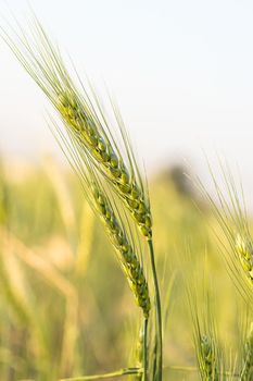 Barley grain hardy cereal that has coarse bristles extending from the ears chiefly for use in brewing and for flour