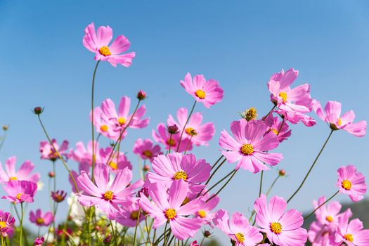 Field of blooming pink cosmos flowers in Thailand