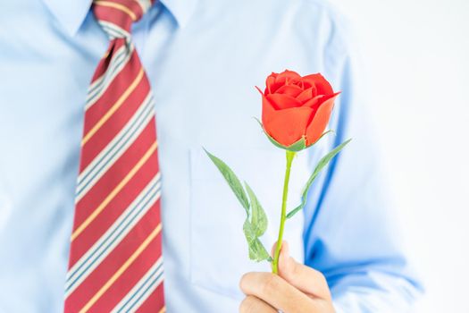 Close up photo of Man holding red roses in hand on white background