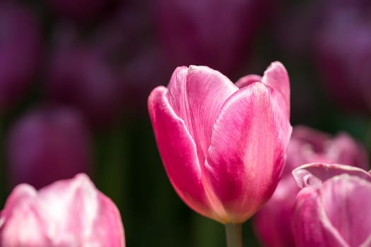 Close up pink tulips blooming in the flower garden