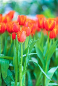 Close up red tulips blooming in the flower garden