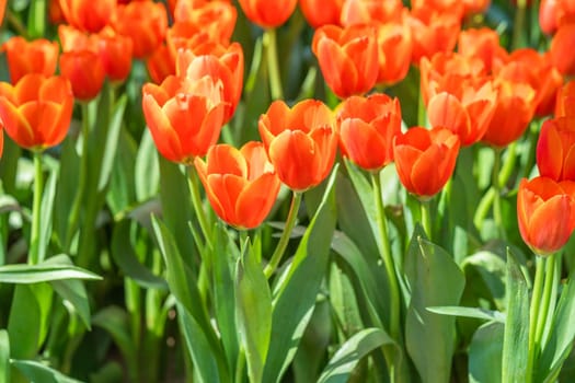 Close up red tulips blooming in the flower park garden