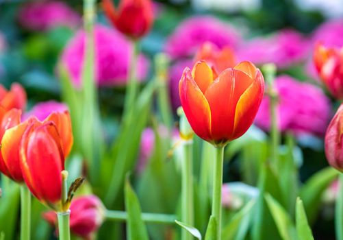 Close up red tulips blooming in the flower garden