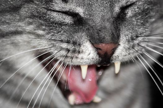 Opened his mouth baring his teeth and yawning.