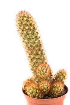 close up of small cactus houseplant in pot on white background