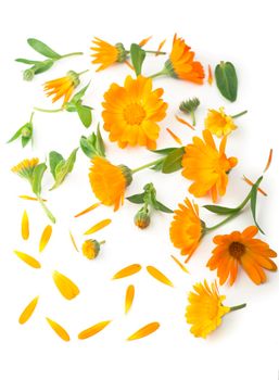 Calendula. Marigold flower isolated on white background with copy space for your text. Top view