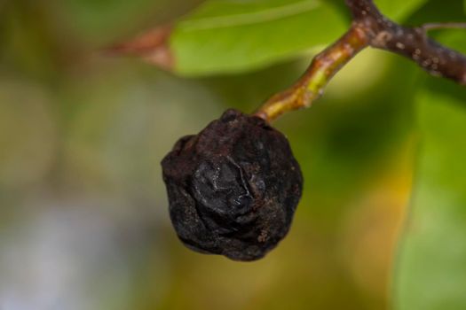 Overripe fruit, rotten dried black crust.