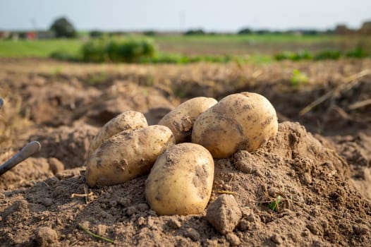 Newly dug or harvested potatoes in a farm field in a low angle view on rich brown earth in a concept of food cultivation