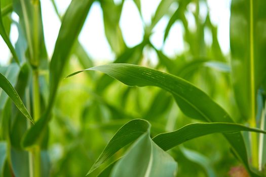 Corn agricultural field close up Summer harves season Summer vegetables growing