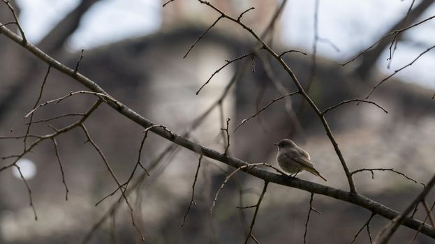 sparrow among the dry branches of a tree in the winter time
