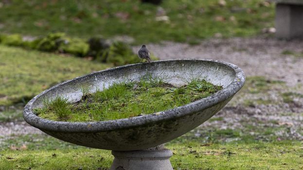 sparrow on a planter at the park in winter