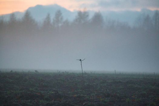 A landscape in the evening with fog and sunset