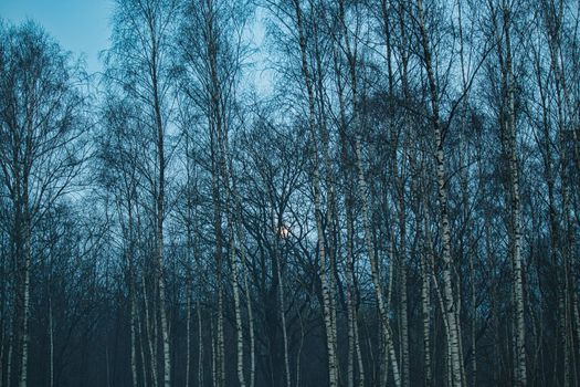 Birch grove in the fog