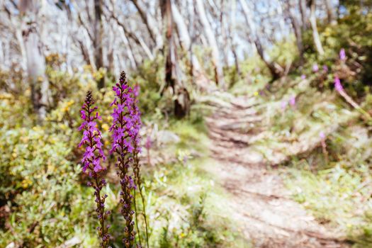 Mount Buller walking and biking trails with Trigger plants during summer in Victoria, Australia