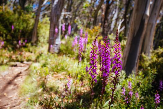 Mount Buller walking and biking trails with Trigger plants during summer in Victoria, Australia